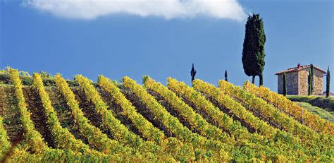 Tuscany Chianti Vineyards Italy Digital Art By Massimo Ripani Fine