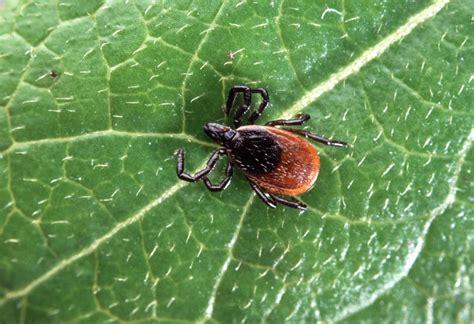 Lets Talk Ticks And Powassan Virus Risk
