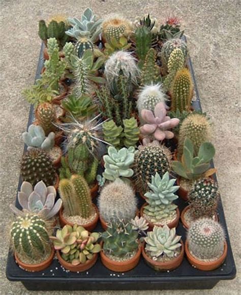 80 Cute Cactus Decor Ideas For Your Home 80 Cute