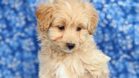 Pomeranian And Toy Poodle Mix Wow Blog