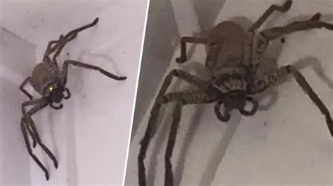 Woman Left Horrified After Discovering Enormous Huntsman Spider Lurking In Her House Heart