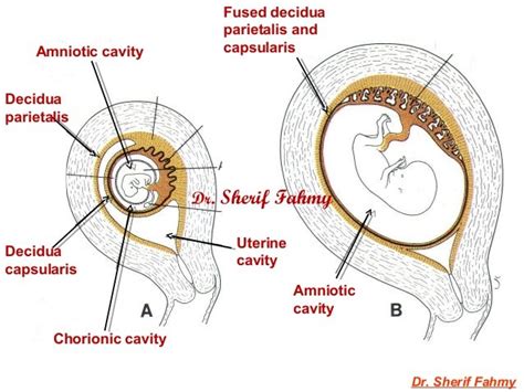 Amnion And Umbilical Cord General Embryology