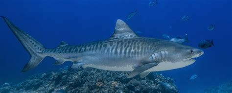 Tiger Stripes Shark Tattoos Tiger Shark Shark