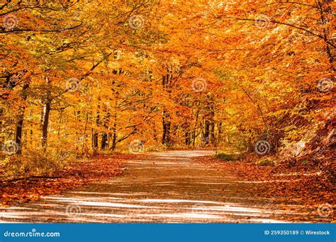 Forest Path Covered With Sunlit Trees In Autumn Colors Leaves On The