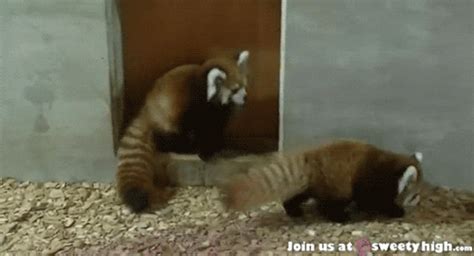 Red Pandas S Find And Share On Giphy