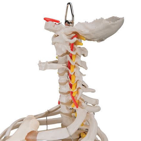 Anatomical Models Of Flexible Spinal Column With Ribcage And Femur Heads