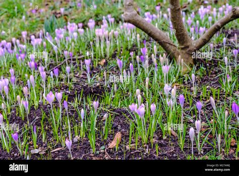 Spring Flowers Emerging Stock Photo Alamy