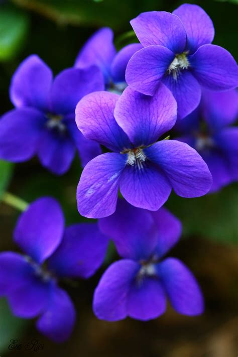 Lovely Violets Violet Flower Beautiful Flowers Birth Flowers