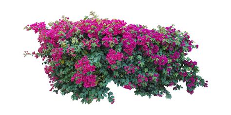 Arbuste De Propagation De Grande Fleur De Brousse Rose Jaune Et Rouge