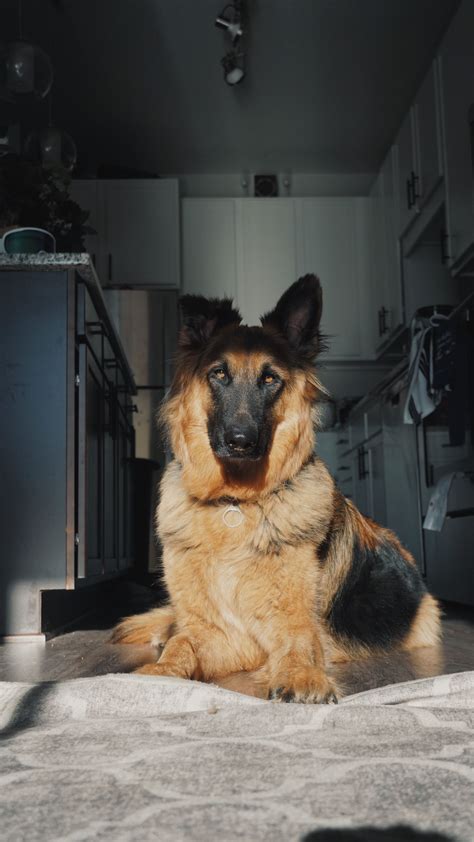 German Shepherds Have Many Talents And Desirable Traits Which Make Them