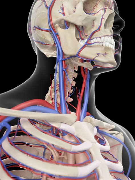 Arteries In Neck Diagram Carotid Disease Treatment Ca