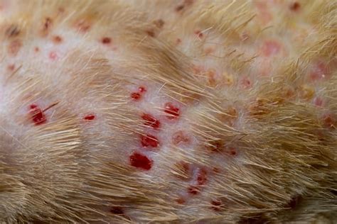 How To Spot And Treat Feline Miliary Dermatitis