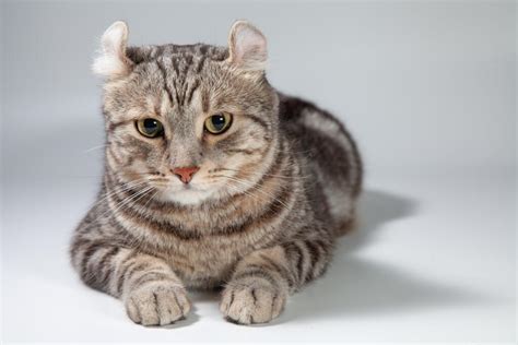 American Curl Shorthair Cats Cat Breeds