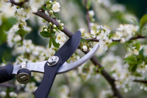 How To Prune A Cherry Tree Shetlands Garden Tool Box