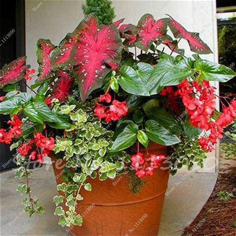 Park seed offers a mix of annual and perennial flower seeds, so you can design the garden of your dreams in the colors, scents and sizes you most love. 30 Pcs Caladium Indoor Plants Seeds Florida Caladium ...