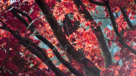 2560x1440 Red Fall Tree Autumn Leaves 5k 1440p Resolution Hd 4k