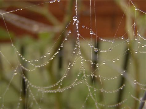 Spider Web With Dew 2 Free Photo Download Freeimages