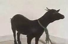 cursed stolen goat murang caught