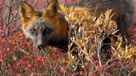 Red Fox Canada Bing Wallpaper Download