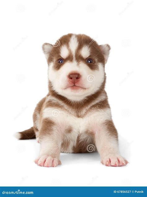 Siberian Cooper Red Husky Puppy Stock Photos Free And Royalty Free