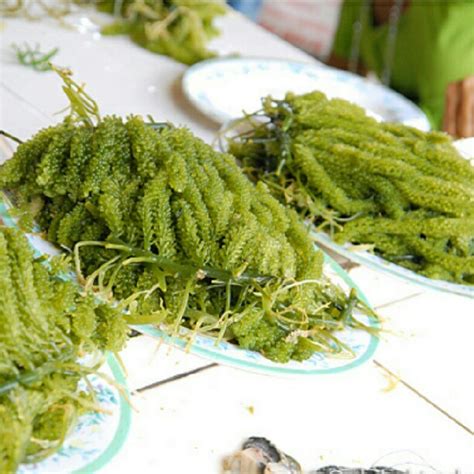 Sea, weed, navy, laut, weeds, seaweed, seahorse, seawater, sea foam, seaweedx. Jenis Rumpai Laut Sabah - dhiavivadea