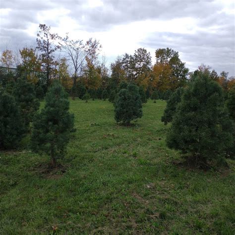 Koontz Tree Farm Christmas Tree Farm In Fort Wayne