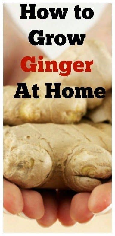 How To Grow Store Bought Ginger Root Herbs My Favthings Growing