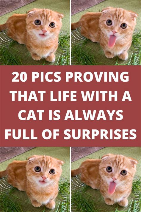 These 15 Photos Prove That Life With Cats Will Never Be Boring Artofit