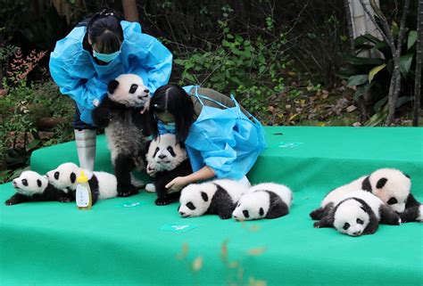 11 Giant Pandas Take First Baby Steps In Public News Asiaone