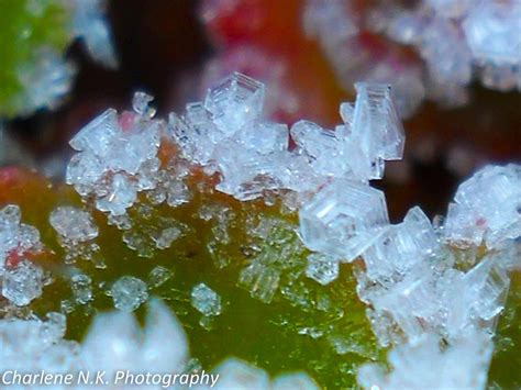 My Nature Photography Ice Crystals Winters Tiny Flowers