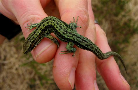 Green Common Lizards Reptiles And Amphibians Of The Uk Forum Page 1