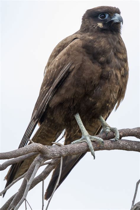 Black Falcon Falco Subniger Pet Birds Wild Birds Birds Of Prey