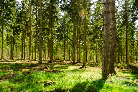 Fileengland English Summer Forest 7183015516 Wikimedia Commons