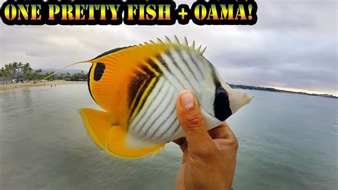 First Oama Shore Fishing On The Big Island Hawaii Youtube