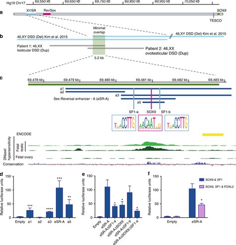 duplication or deletion of the human sox9 testicular enhancer esr a is download scientific