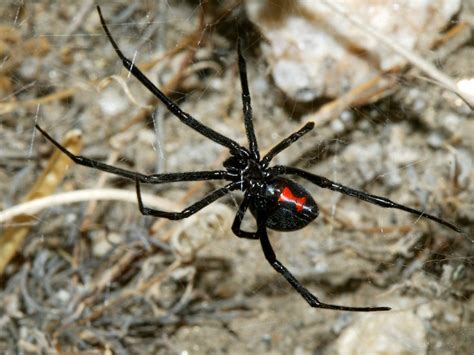 Western Black Widow Spiders First Service Free Pest Control