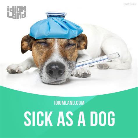 Sick As A Dog Means Very Sick Example Sally Was As Sick As A Dog