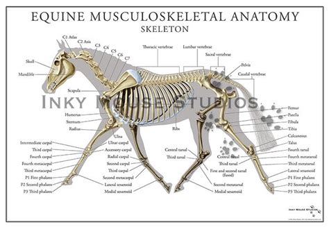 Equine Skeletal System Poster