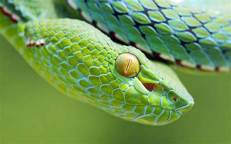 339651 Title Animal Snake Reptiles Snakes Wallpaper Green Snake