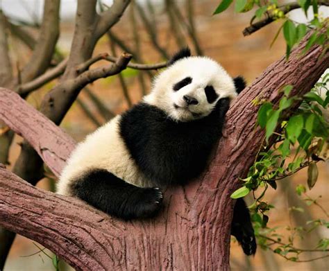 16 Imagenes De Osos Pandas Animados Background Metros