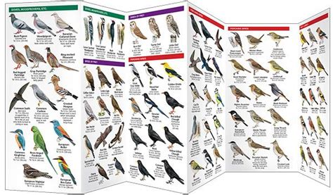 France Birds Pocket Naturalist Guide