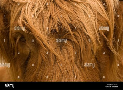 Yak Hi Res Stock Photography And Images Alamy
