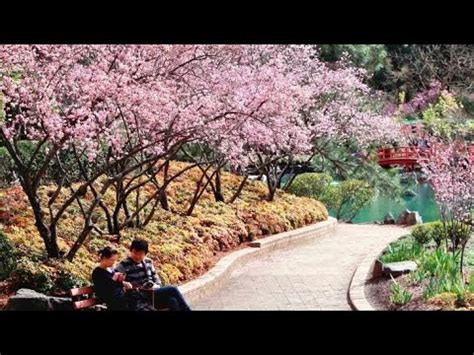 Cherry Blossom Festival In Sydney Auburn Botanic Gardens Youtube