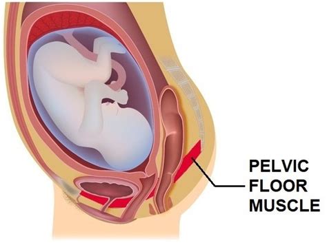 Pregnancy Pelvic Floor Vibrance