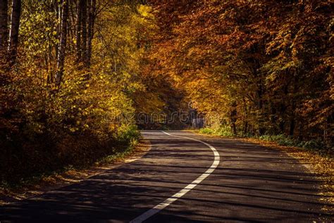 Autumn Forest Road Stock Foto Image Of Landschap Aandrijving 102237742