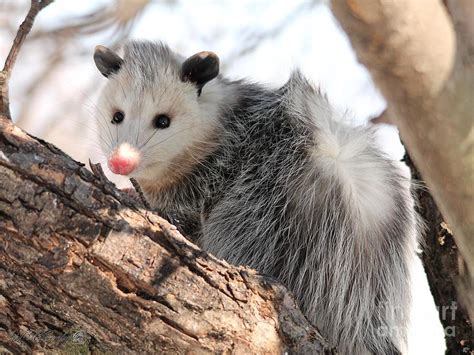 North American Opossum In Winter Photograph By J Mccombie Fine Art