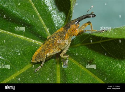 Little Snout Beetle Lixus Angustatus On A Plant Stock Photo Alamy