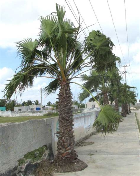 The other name for the species washingtonia robusta, the mexican fan palm, gives an indication of its leaf shape. Mexican Fan Palm, WASHINGTONIA ROBUSTA