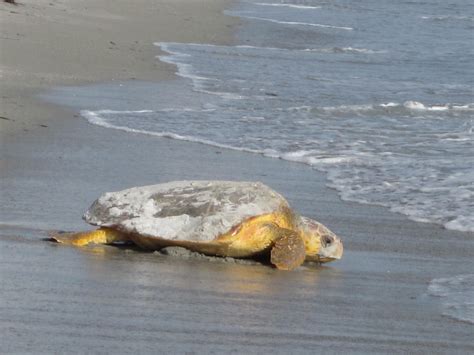 Sea Turtle Populations On The Rise In Florida But Still Face Threats