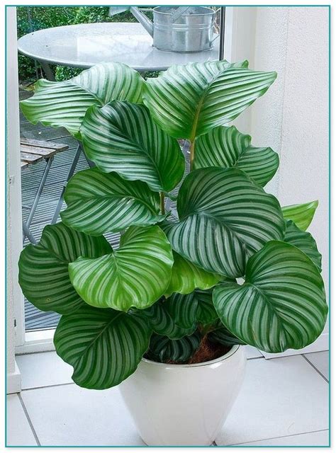 Tall Houseplants For Low Light Home Improvement
